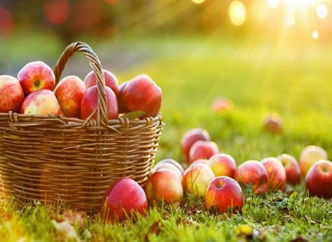 قیمت سیب شیرین درختی + خرید باور نکردنی